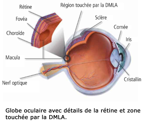 Zones de l’œil touchées par la dégénérescence maculaire liée à l’âge